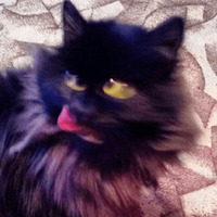 Сломанные коты