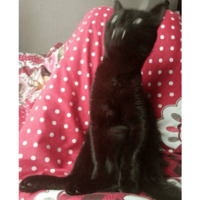 Сломанные коты