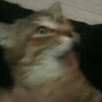 Сломанные коты
