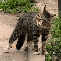 Сломанные коты