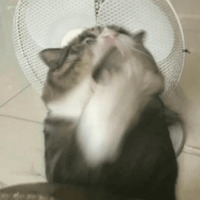 Сломанные коты