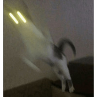 Сломанные коты