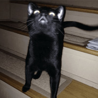 Сломанные коты