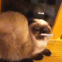Сломанные коты