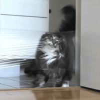 Сломанные коты