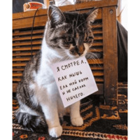 Сломанные коты