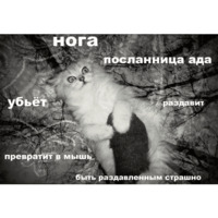 Сломанные коты
