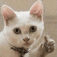 Сломанные коты