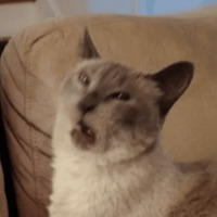 Сломанные коты