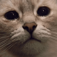 Сломанные коты