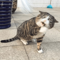 Сломанные коты