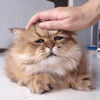 Сломанные коты
