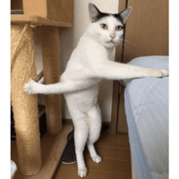 Сломанные коты