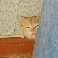 Сломанные коты