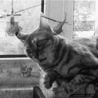 Сломанные коты