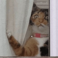 Сломанные коты