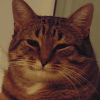 Сломанные коты