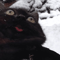 Сломанные коты