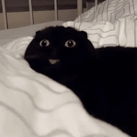 Сломанные коты