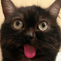Сломанные коты
