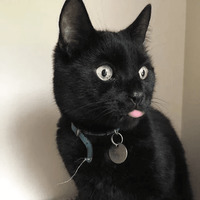 Сломанные коты