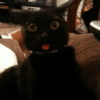 Сломанные коты