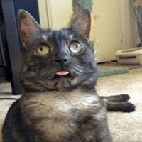Сломанные коты