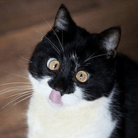 Сломанные коты