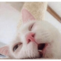 Сломанные коты