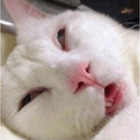 Сломанные коты