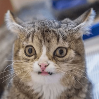 Сломанные коты