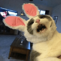 Сломанные коты