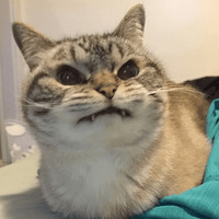 Сломанные коты