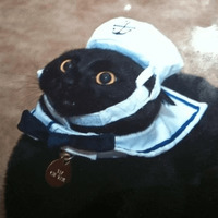 Сломанные коты