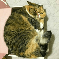Сломанные коты