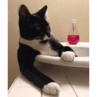 Сломанные коты