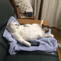 Сломанные коты