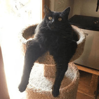 Сломанные коты