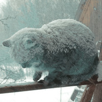 Сломанные коты