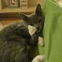 Сломанные коты