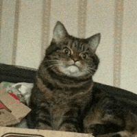 Сломанные коты