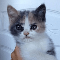 Сломанные коты