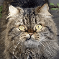 Сломанные коты