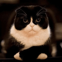 Сломанные коты