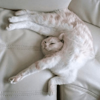 Сломанные коты