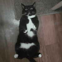 Сломанные коты