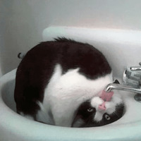 Сломанные коты