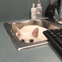 Сломанные коты
