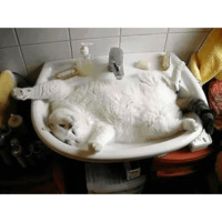 Сломанные коты