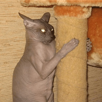 Сломанные коты